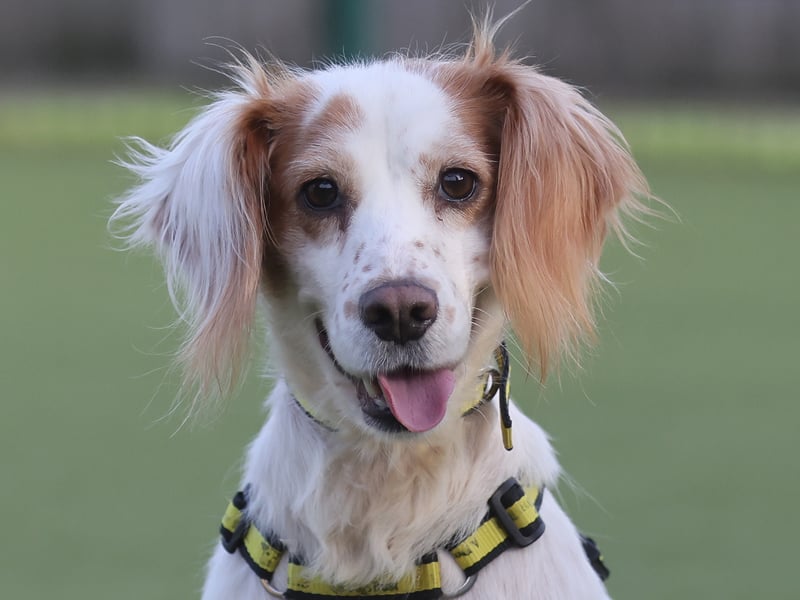 Described as “the sweetest little nugget” whose tail “never seems to stop wagging”, three-year-old Lacy is an upbeat spaniel with a knack for making people smile.
The Dogs Trust team say she could live with another dog, would enjoy having canine friends to socialise with and could share her home with older children.