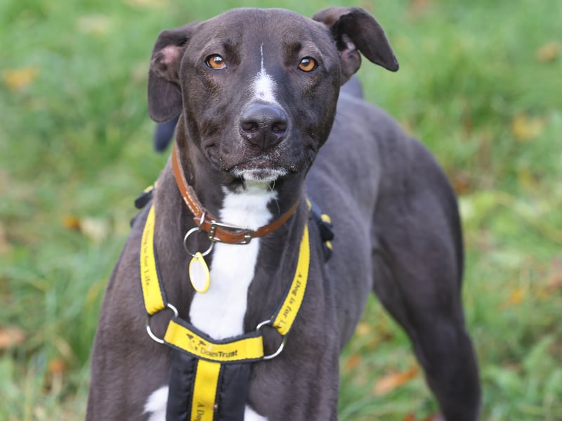 Two-year-old lurcher Cookie is as sweet as his name suggests, and is looking for patient owners who can help him continue building his confidence around other dogs.
He’s had limited socialisation so can be reactive around dogs, but the team say he’s making great progress and loves having four-legged company on walks.
A spokesperson from the centre said: “He really is one clever Cookie! He's a super friendly boy who loves meeting new people and is always happy to stop for a fuss.
“Cookie also travels brilliantly in the car, making him the perfect companion for adventures.”