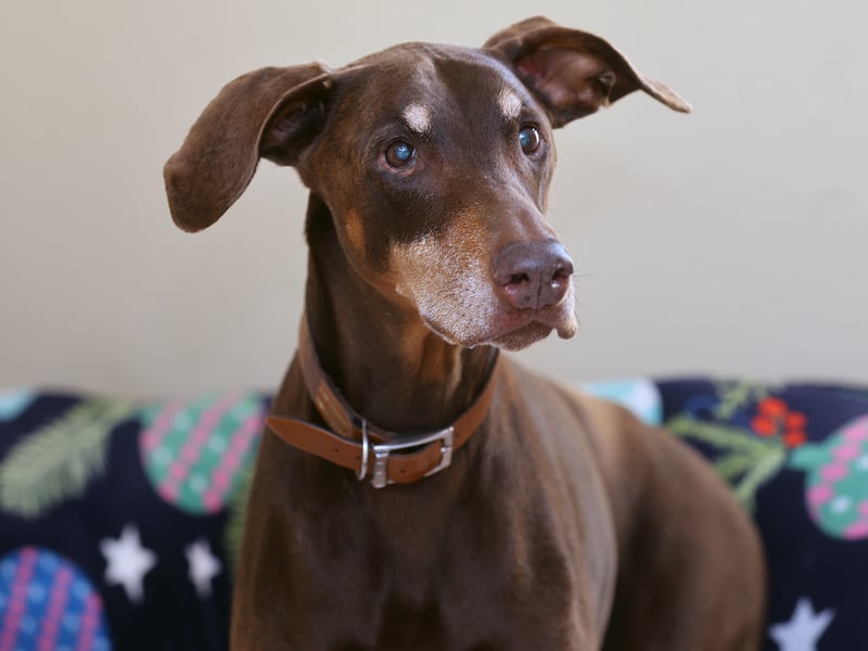Beautiful Bella is a 10-year-old Doberman who is looking for a calm and loving retirement home where she can enjoy life at her own pace.
The team say she’s gentle and affectionate and loves nothing more than a sofa snuggle.
She’ll need to be the only pet, but will happily live with primary school aged children and above.