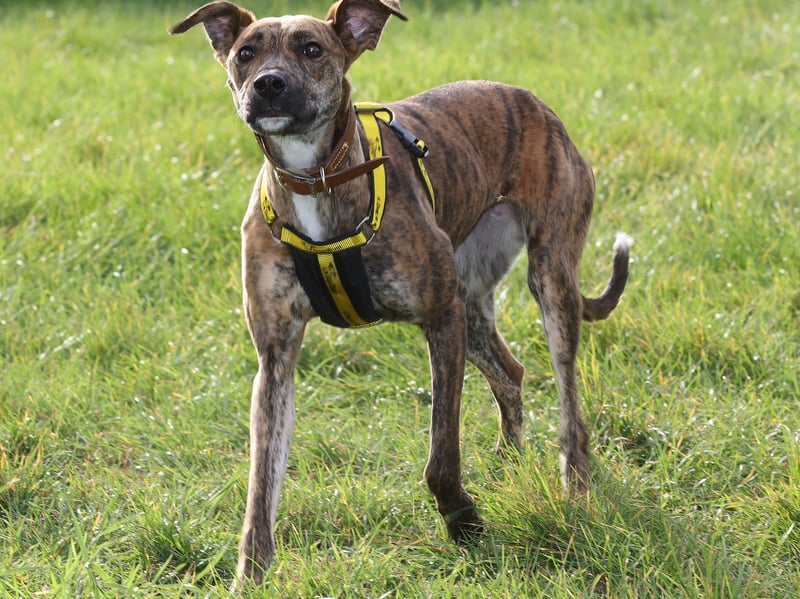 Gorgeous Vera is a three-year-old lurcher with a “real spring in her step”.
The team say that Vera loves getting out and about on walkies, and describe her as “friendly, affectionate and wonderfully easy to like”.
She’ll need an adult-only home and to be the only pet, but would be happy with canine friends to join her on walks.