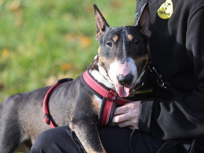 Tilly the English Bull Terrier