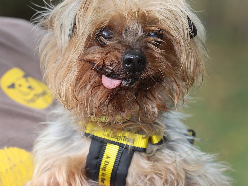 This 10-year-old “goofball” Yorkie many be small, but the team say he has a “huge” personality.
A Dogs Trust spokesperson said: “Although he’s an older boy, Tiny’s still young at heart and has so much character.
“He has a real charm which makes him so special. We absolutely adore him and can’t wait to see him find a home where he’ll be loved just as much as he deserves.”