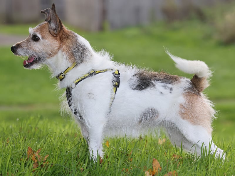 This 10-year-old Jack Russell cross is known as a “little lady with a big personality” and is seeking a home to enjoy her retirement.
Penny can live with older children but needs a home with no neighbouring or visiting dogs.
A spokesperson for Dogs Trust said: “She still has plenty of classic terrier spirit, but she’s also a big fan of the quieter things in life - gentle adventures, home comforts and a good old-fashioned sunbathe.”