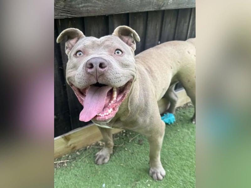 "Love bull breeds?? Then meet the amazing Lyla!! She is approx 3 yrs old and urgently needs a home. Lyla is a typical Bully who loves everyone she meets and loves attention – she’s cheeky, playful, hilarious and has so much character. Lyla can be a strong girl if she pulls on lead, so needs someone used to bull breeds who is confident in handling her, but generally she walks quite well and isn’t actually a super high energy girl. She isn’t dog friendly, and needs a dog/pet free home with direct access to a fully secure garden. Please don’t let this put you off Lyla as she is very manageable and just needs someone who is used to bull breeds. She has been around children with no issues, but can be a bit boisterous at times when she’s excited, so she will do best in a calmer home with older children upwards. Lyla just needs to be given a chance – she would absolutely love to be someone’s Princess."
 - https://helpingyorkshirepoundies.co.uk/female/lyla/