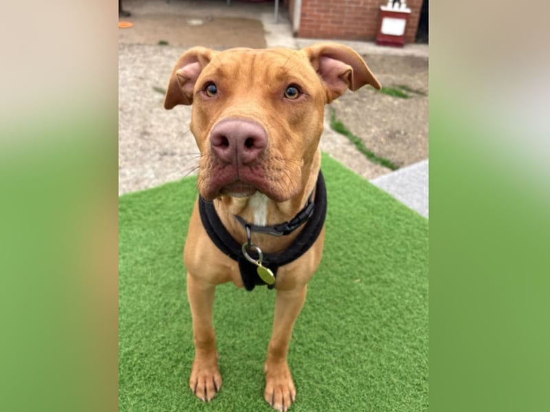 "Stuart! Stuart is a giddy, young and fun boy who is best described as 100mph. He’s happiest when out on an adventure, and suits a household that are very active. Stuart is friendly, but very ‘enthusiastic’ with new people, and would thrive in a home that are confident to implement training and boundaries that he needs."
 - https://www.thornberryanimalsanctuary.org/animals/stuart/