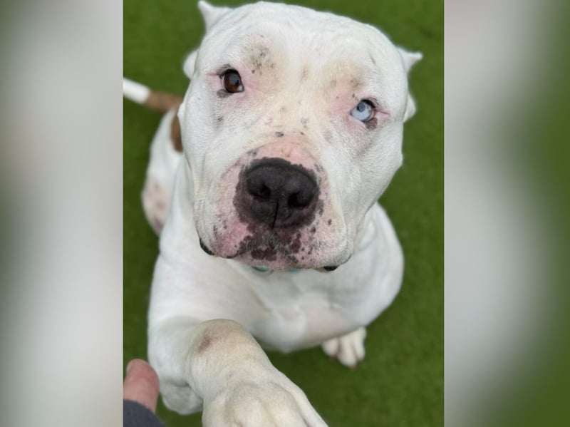"Marnie is amazing – she LOVES everyone she meets! She is a 6 yr old American Bulldog and an absolute big softie who greets everyone with the wiggliest bum! Marnie needs a home (or foster) with a family who have large breed experience just because she’s a big girl, so has strength behind her if she does pull on lead, but she mostly walks very well on lead and listens well to asking her to slow up if she’s getting a bit excited, but when she does pull to something excited, she will need someone confident and capable of handling her. Marnie is fully housetrained, is very quiet and settled when she’s left on her own, and doesn’t chew, so we think she’ll be happy being left on her own for a few hours with no issues at all. She also travels well – what a good girl!! Marnie will be best suited to a pet free home at the moment. Marnie has sadly had her ears ‘cropped’ at some point in her past – this makes her appearance much harsher than the reality of what she is really like and we really hope people can see past this and see her for the loving big softie that she really is. Please note: Marnie is NOT a banned breed (XL Bully), and we have official paperwork to support this. She’s just an all round amazing girl who deserves the absolute world from now on."
 - https://helpingyorkshirepoundies.co.uk/large/marnie/ 