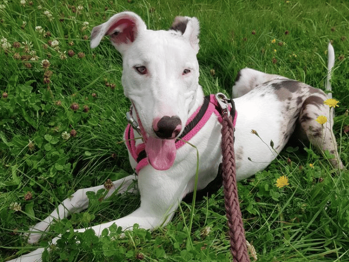 "Bonnie first came to Thornberry as a puppy. She has always had limited vision, but this has never stopped her from enjoying life, exploring the world around her or having fun! Sadly, through no fault of her own, Bonnie has found herself back in our care and is now desperately searching for a new family to call her own. As a beautiful Lurcher with limited sight, Bonnie will need adopters who understand her needs and are happy to help her navigate the world using her other senses. She would thrive in a calm, predictable home where she can build confidence at her own pace, feel safe and be surrounded by love and understanding. She loves getting out for walks, enjoying playtime and spending time with her favourite people. We feel Bonnie would be best suited to a quiet, pet-free home with teenage children or older. As she cannot always see people or animals approaching, she can be startled if caught off guard, so a household that understands the importance of approaching her gently and letting her know they are nearby is essential. Although Bonnie can make friends with other animals, introductions need to be slow and carefully managed. For this reason, we believe she would be happiest as the only pet in the home, where she can relax and feel secure. She is house trained, can be left for several hours a day and travels well in the car."
- https://www.thornberryanimalsanctuary.org/animals/luna/