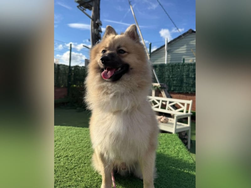 "Chilli is a cheeky chappy, who arrived as an unclaimed stray. He’s full of character and would thrive in a home who are familiar with pomeranians and their traits. He can be vocal, particularly around other dogs as he’s a bit confused as to how to say hi! Chilli will suit a household who can offer him routine and introduce him to what a warm and loving, safe home has to offer. He could live with teens 14+ who are doggy savvy! He is clean in his kennel."
 - https://www.thornberryanimalsanctuary.org/animals/chilli/