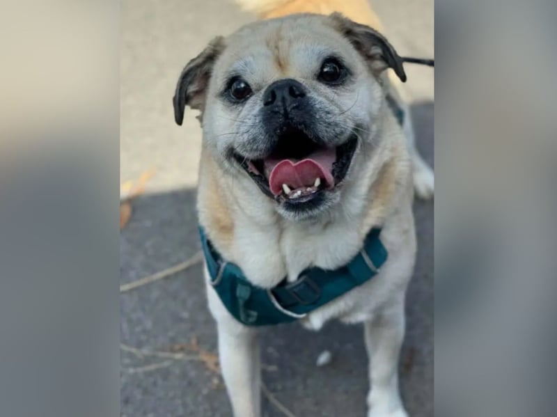 "Roly the Pug cross is 10 years young and looking for his perfect home. He is the happiest little chap and super friendly with everyone he meets and is a proper little character! Nobody told Roly that he’s a ‘senior’! He’s a giddy, playful little boy who loves nothing more than giving kisses and having cuddles! He is in good health for his age, and still loves a nice walk, but he won’t be able to do any long hikes! Roly is very good around the house – he is housetrained, settles well, and can be left on his own for a few hours with no issues. He can happily live with another dog, but is not cat tested. He can be rehomed with children over 10. He is just an all round good boy who deserves a 5* home who will treasure him."
- https://helpingyorkshirepoundies.co.uk/male/roly/