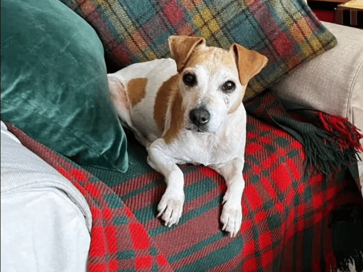 "Meg the Jack Russell is approx 12 yrs old and is now ready to find her perfect home who know and love Terriers. She has been through a lot but thanks to the care of her foster family, she has come a long way. Meg loves people, and is very friendly with everyone she meets. So much so that she really panics when she’s on her own, and struggles being left at all, so she needs a home who can manage this to avoid having to leave her. She travels well, and loves her walks. She walks well on lead. Other dogs she needs a slow introduction to – some she can be snappy with and doesn’t really appreciate dogs in her space, so she needs to be the only dog in her home. Meg is definitely a no to cats/small furries – she’s a typical Terrier! Meg really is so sweet and we really need to get her settled into her forever home."
- https://helpingyorkshirepoundies.co.uk/female/meg/