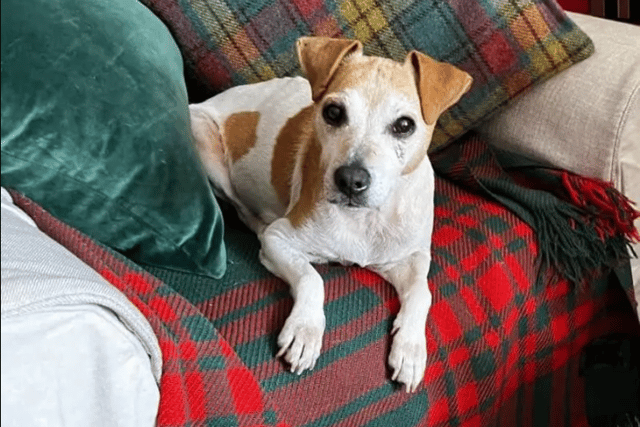 "Meg the Jack Russell is approx 12 yrs old and is now ready to find her perfect home who know and love Terriers. She has been through a lot but thanks to the care of her foster family, she has come a long way. Meg loves people, and is very friendly with everyone she meets. So much so that she really panics when she’s on her own, and struggles being left at all, so she needs a home who can manage this to avoid having to leave her. She travels well, and loves her walks. She walks well on lead. Other dogs she needs a slow introduction to – some she can be snappy with and doesn’t really appreciate dogs in her space, so she needs to be the only dog in her home. Meg is definitely a no to cats/small furries – she’s a typical Terrier! Meg really is so sweet and we really need to get her settled into her forever home."
- https://helpingyorkshirepoundies.co.uk/female/meg/