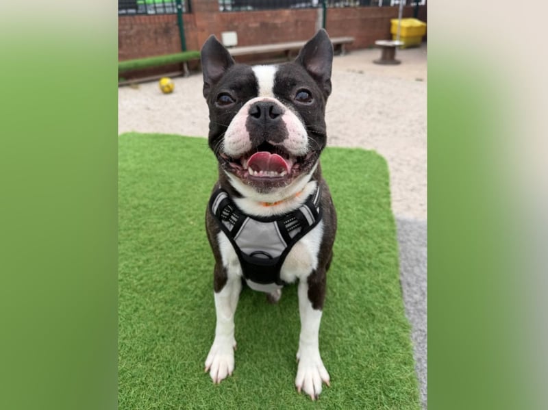 "Graham has spent some time in foster care and is now ready to find his forever home. Despite arriving as a stray, he has shown himself to be a very settled boy. Graham is full of character and loves nothing more than playing with his favourite toys and having fun. He’s a happy, lively little chap with a big personality and all the charm you’d expect from a Boston Terrier. He’s also very people-oriented, so he’ll thrive in a home where he can enjoy plenty of company, attention and quality time with his humans. Graham would prefer to be the only pet in the home, where he can soak up all the love and attention for himself. He’s selective about which dogs he gets along with, so an experienced, confident handler who understands dog body language and can manage his interactions appropriately is essential. A little note about Graham’s health: He has luxating patellas in his hind legs. Thankfully, this doesn’t seem to bother him and it certainly doesn’t dampen his playful spirit! However, this is an important consideration for potential adopters, as it may affect insurance cover. He could live with teens"
 - https://www.thornberryanimalsanctuary.org/animals/graham/