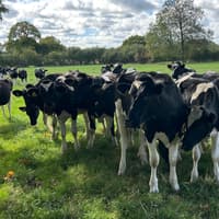 Farmers reap rewards at Markethill Livestock Sale with strong demand for quality dairy stock and cull cows