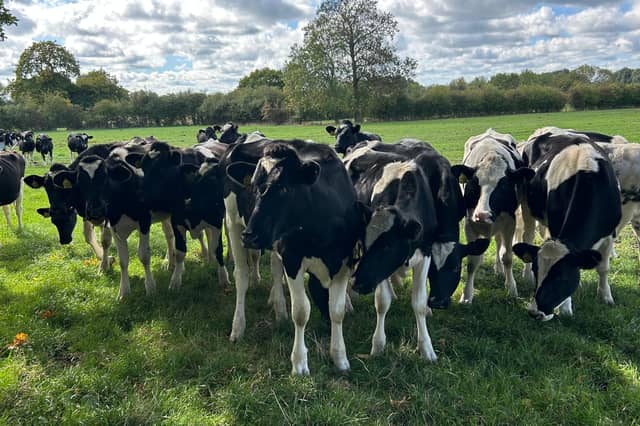 Cows in field