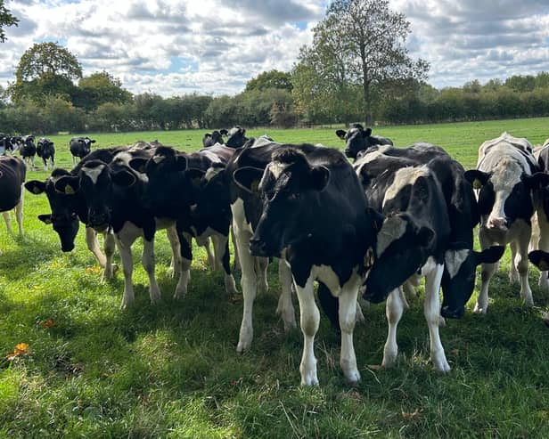 Cows in field 