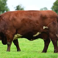 UFU warns of family farming threat as almost half report successors deterred by inheritance tax changes