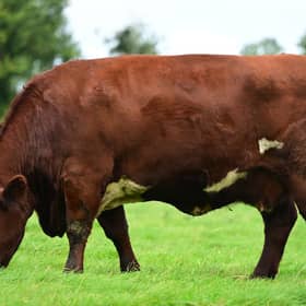 The foundation Cherry family has been hugely successful at Glebefarm, this is a unique opportunity to tap into this family with Cherry 4th EX included in the sale