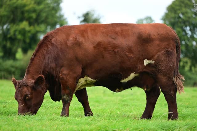 The foundation Cherry family has been hugely successful at Glebefarm, this is a unique opportunity to tap into this family with Cherry 4th EX included in the sale