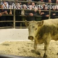 Cattle selling to a hot trade again this week at Lisahally Mart