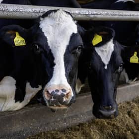 A herd of cattle owned by a livestock farmer. Picture: Bruce Rollinson