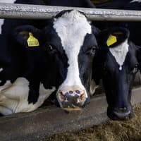 Clogher Mart livestock report