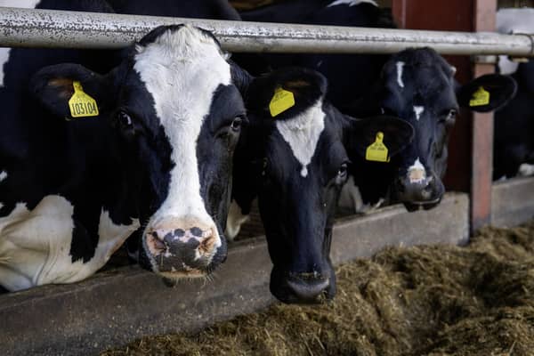 A herd of cattle owned by a livestock farmer. Picture: Bruce Rollinson