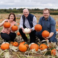 Loughgall-grown pumpkins on sale for first time in Tesco stores this Halloween