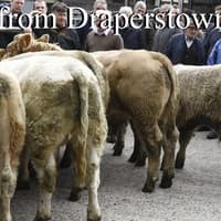 Impressive sale of cattle at Draperstown Mart