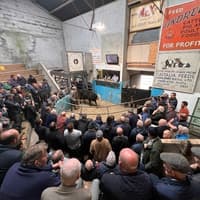 Bullocks selling to £1900 for 450kg at Fivemiletown Mart